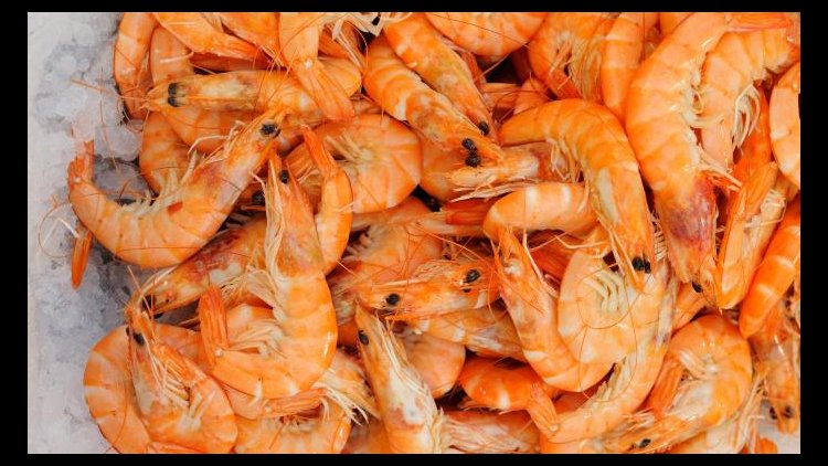 Shrimp Exports at Record High